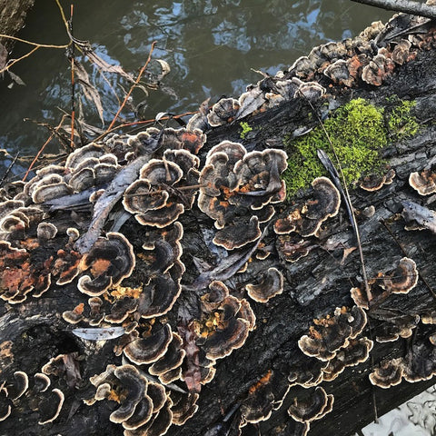 Image of Dried Turkey Tail (Trametes versicolor) - 4 oz