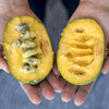 Pawpaws, A Uniquely American Fruit