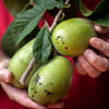 3 Easy Ways to Enjoy Pawpaws!