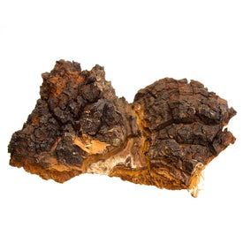 Dried Chaga Chunks (Inonotus obliquus) - 12 oz