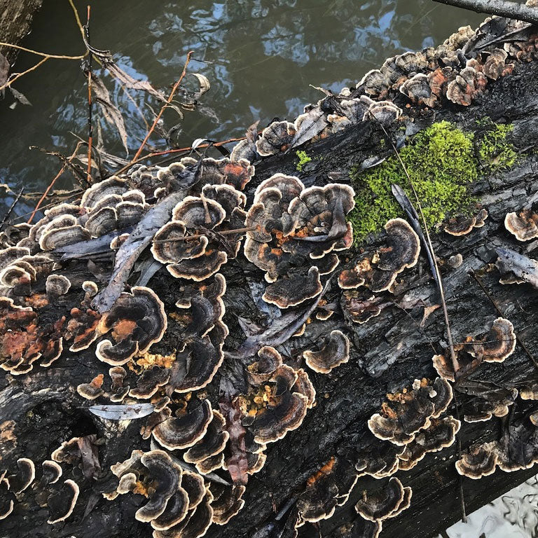 Dried Turkey Tail (Trametes versicolor) - 4 oz
