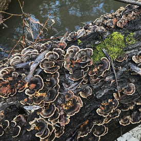 Dried Turkey Tail (Trametes versicolor) - 4 oz